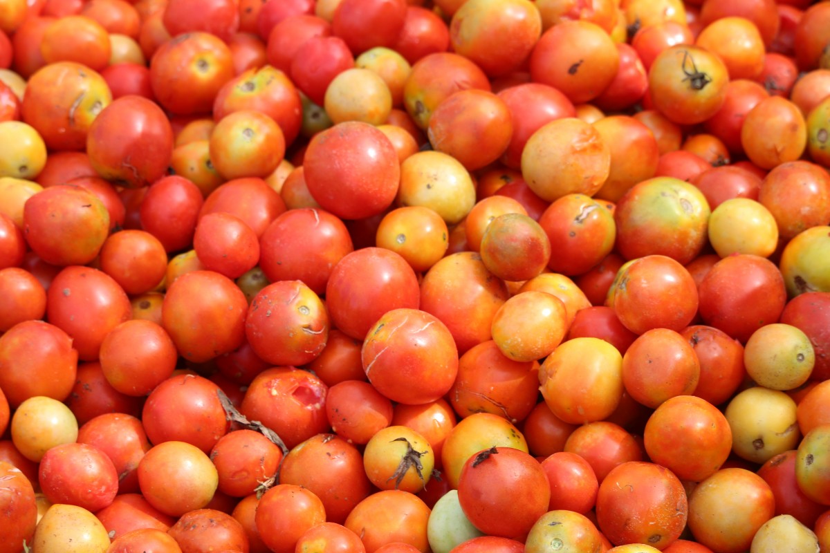 Solanum lycopersicum L.